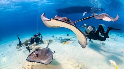 Top 9 Experiences in the Cayman Islands