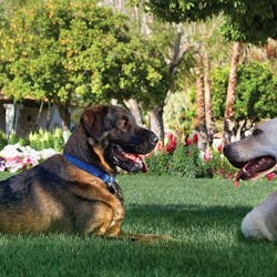 Dogs At La Quinta Resort & Club, A Waldorf Astoria Resort