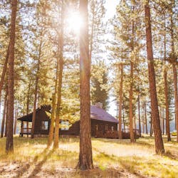 Cabin and forest