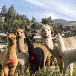 llamas , Colca Lodge