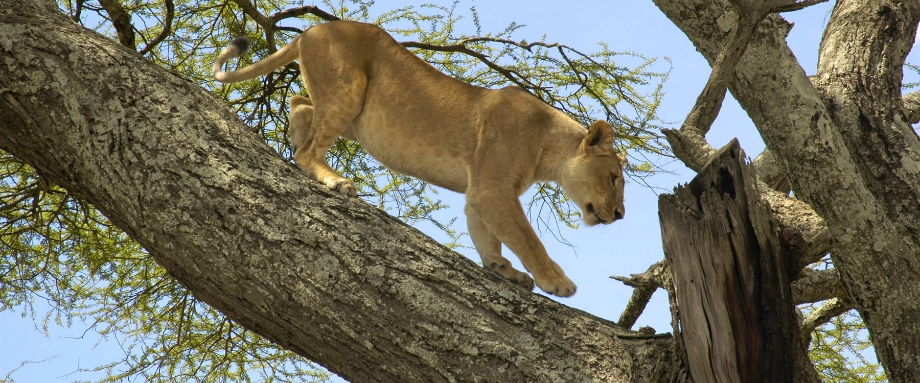 Lion at Lake Manyara Serena Safari Lodge