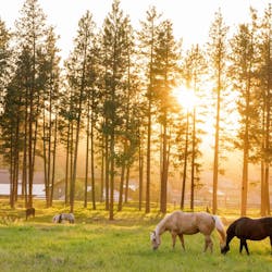 Nature at Paws Up