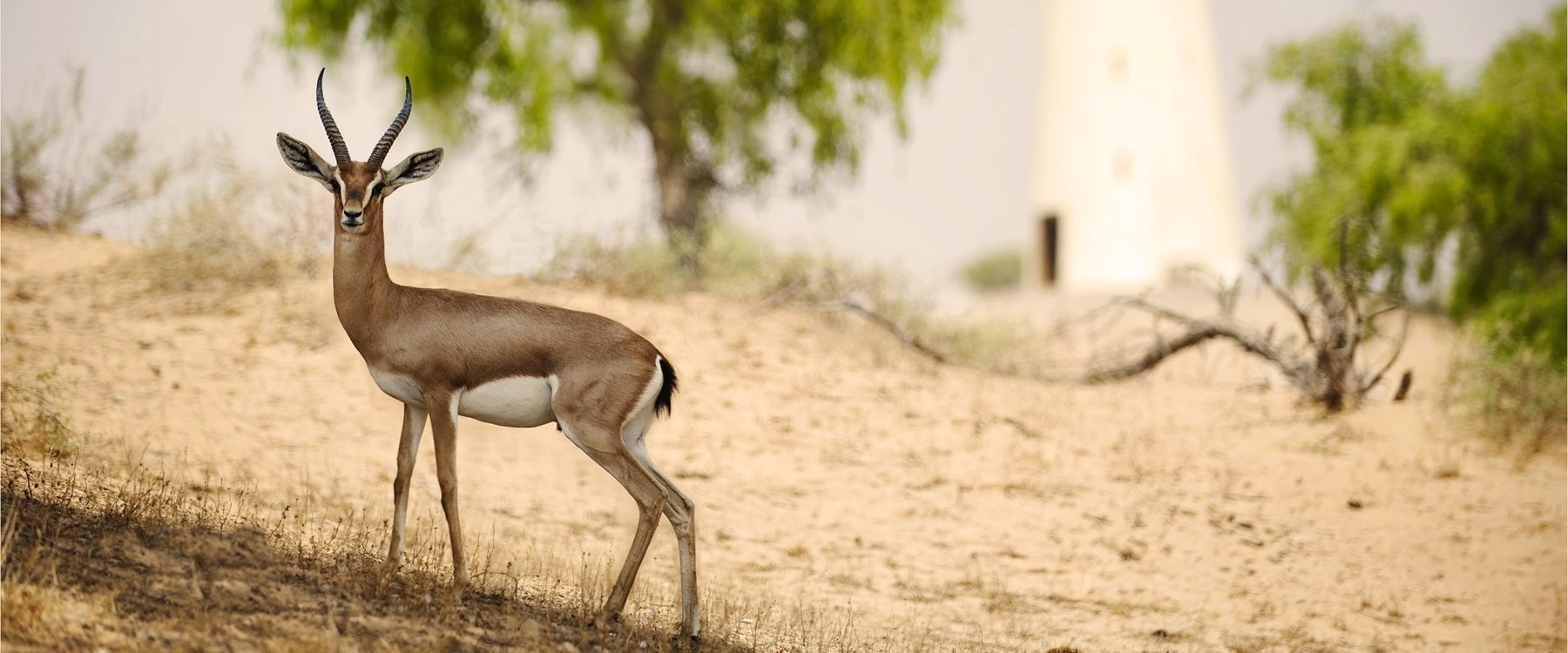 Gazelle at Al Wadi Desert, Ras Al Khaimah