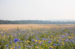 Meadows around Heckfield Place, Hampshire