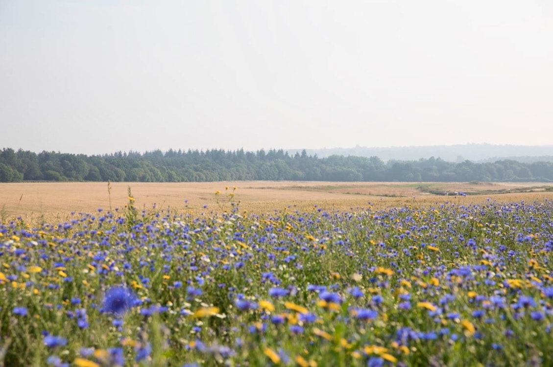 Meadows around Heckfield Place, Hampshire