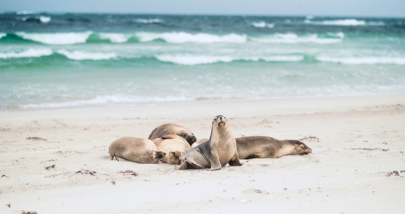 australian sea lions at seal bay with sea dragon kangaroo island