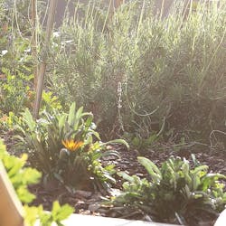 Vegetable Garden at Saxon Boutique Hotel & Spa