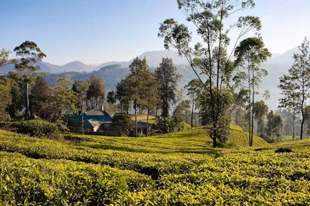 Tea Plantation