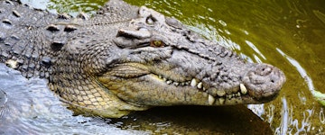 Private Daintree and Cape Tribulation Tour