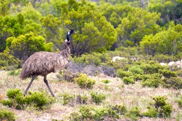 Lincoln National Park