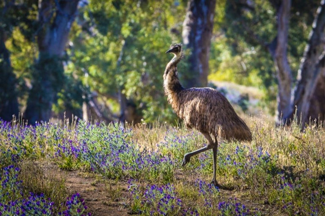 arkaba emu flinders ranges south australia