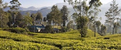 Tea Plantation