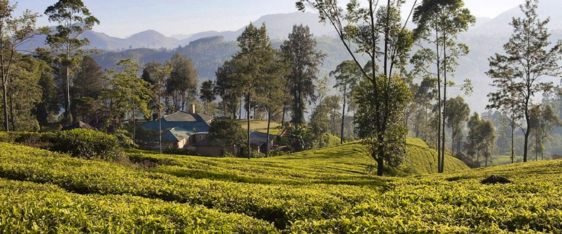 Tea Plantation