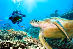 Turtle Diving at Six Senses Fiji