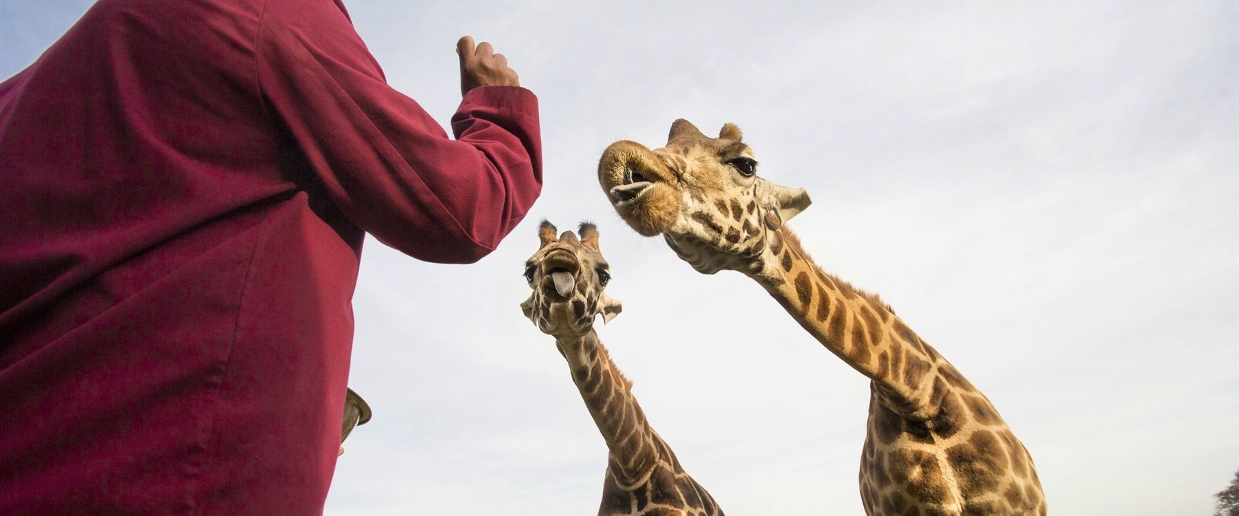 Feeding giraffes at Giraffe Manor