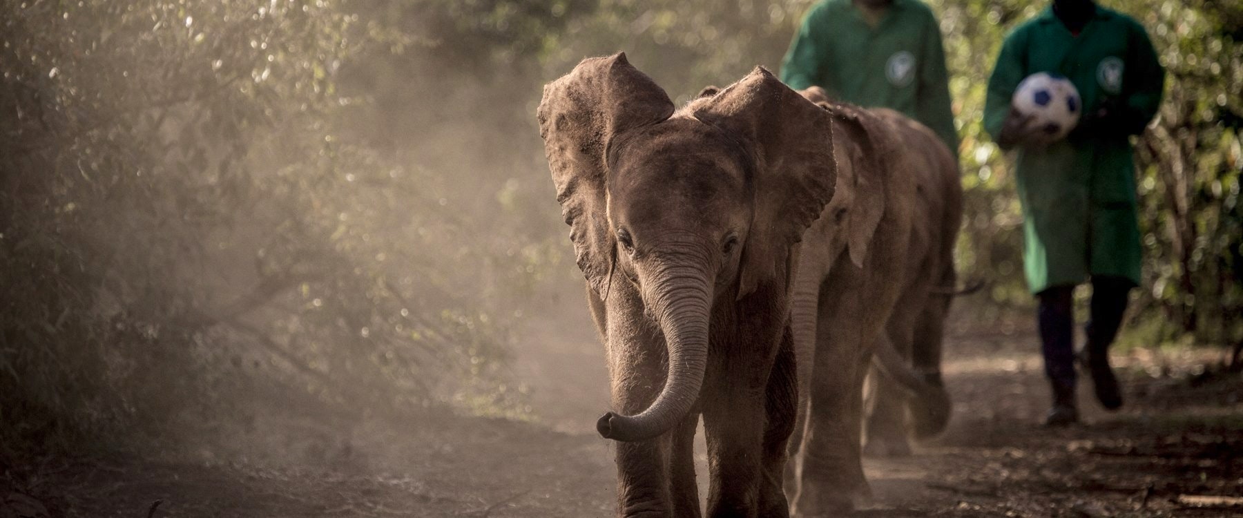Elephants at  at Giraffe Manor