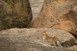 jawai leopard camp safari
