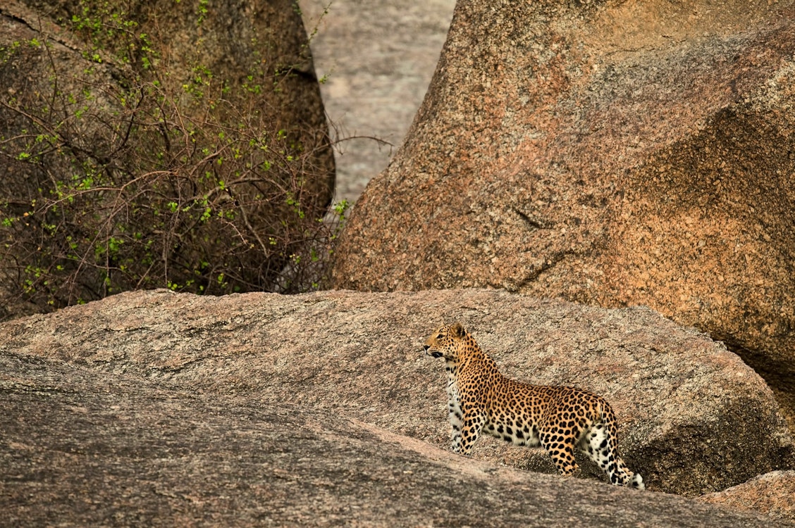 jawai leopard camp safari