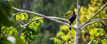 Blancaneaux Lodge image 3