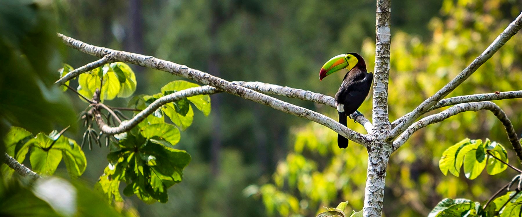 wildlife, Blancaneaux Lodge, Belize