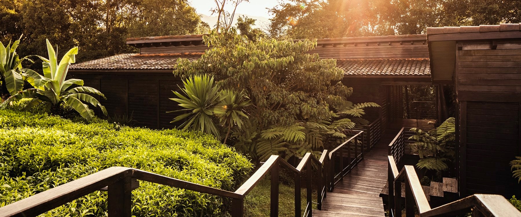walkway to the accommodation at Nyungwe Forest Lodge