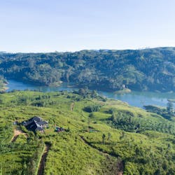 Camellia Hills 1