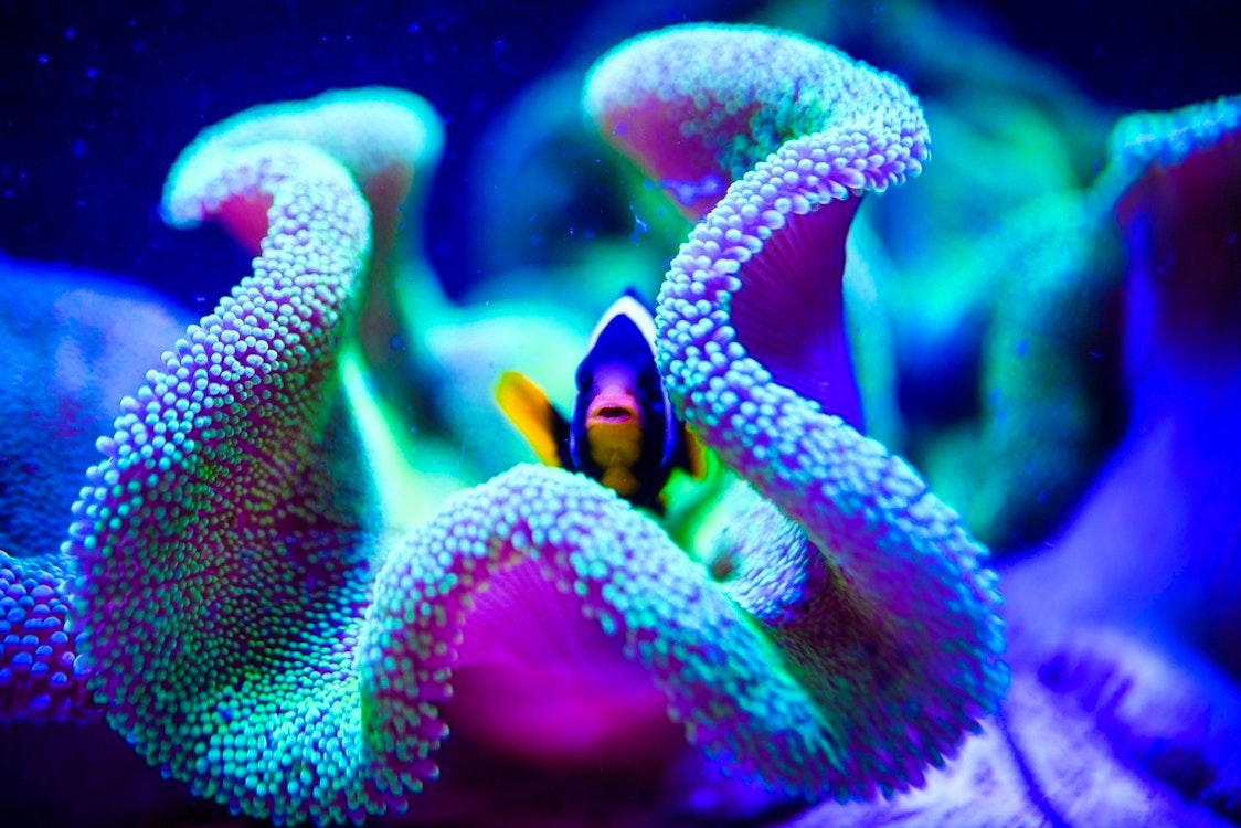 great barrier reef queensland australia