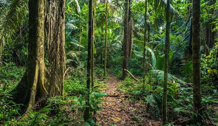 Amazon Rainforest