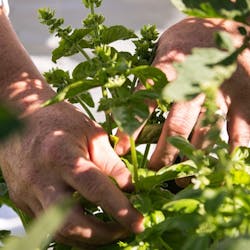 appellation restaurant kitchen garden