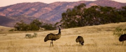 Emus at Arkaba Conservancy, Flinders Ranges