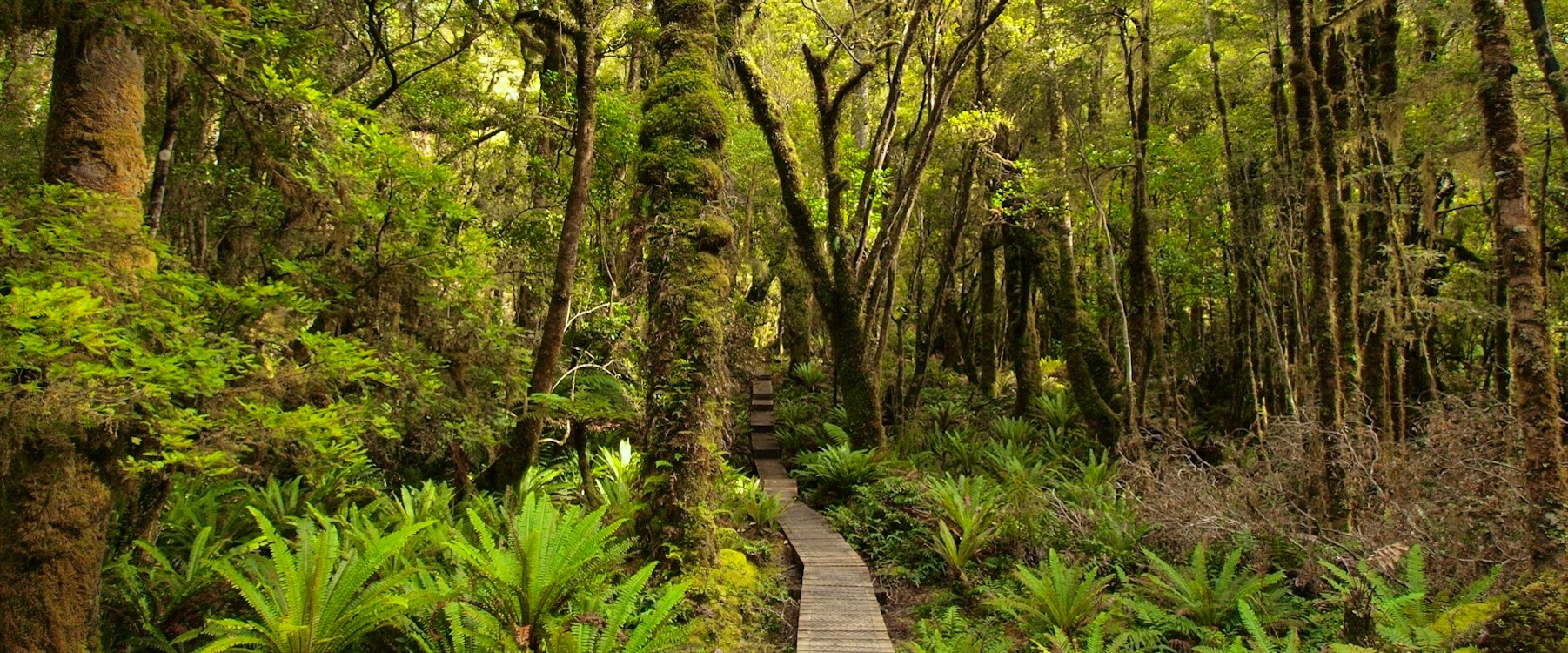 Beech Forest and Boardwalk at Fiordland Lodge, New Zealand 