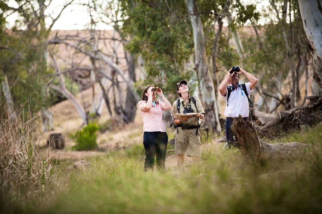 bird-watching at arkaba conservancy flinders ranges south australia
