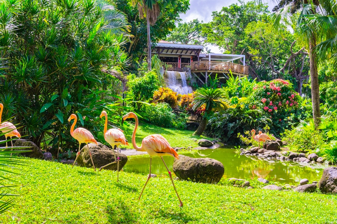 Botanical Garden, Deshaies, Guadeloupe, Caribbean