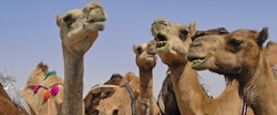 camels in wahiba, Desert Nights Camp
