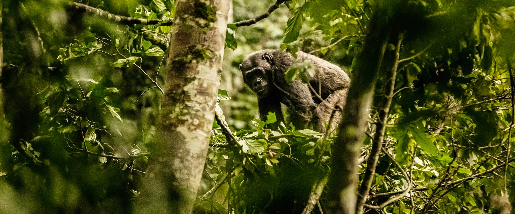 Trek to see chimpanzees at Nyungwe Forest Lodge