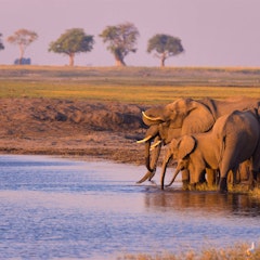 Chobe River