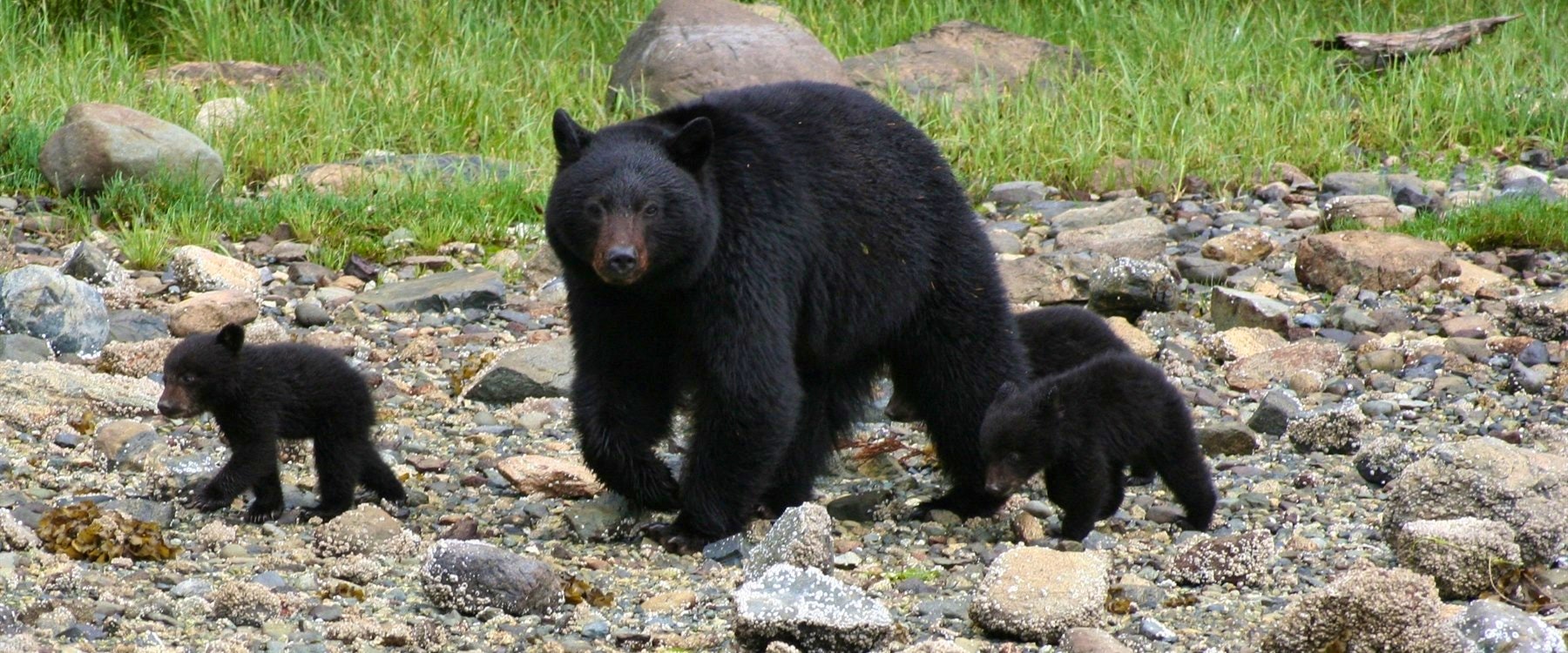 Mother black bear and cubs at Clayoquot Wilderness Resort