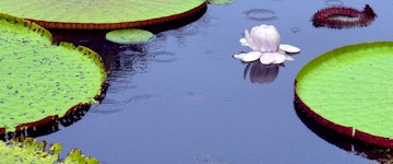 Puerto Maldonado (Peruvian Rainforest)