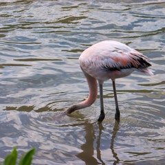 Cormorant Point, Post Office Bay & Baroness Lookout (Floreana Island)