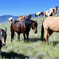 Horse Drives at Medicine Lodge Horse Drives at Silver Spur Ranch