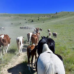 Riding at Medicine Lodge Horse Drives at Silver Spur Ranch