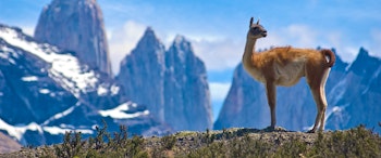 Luxury Chile image 1