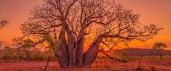 Boab Tree at El Questro Homestead, Kununurra