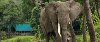 Kenya Adventure: Masai Mara, Safari & The Seychelles image 3