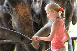 Enjoy an incredible family adventure<place>Thailand for Families</place><fomo>123</fomo>