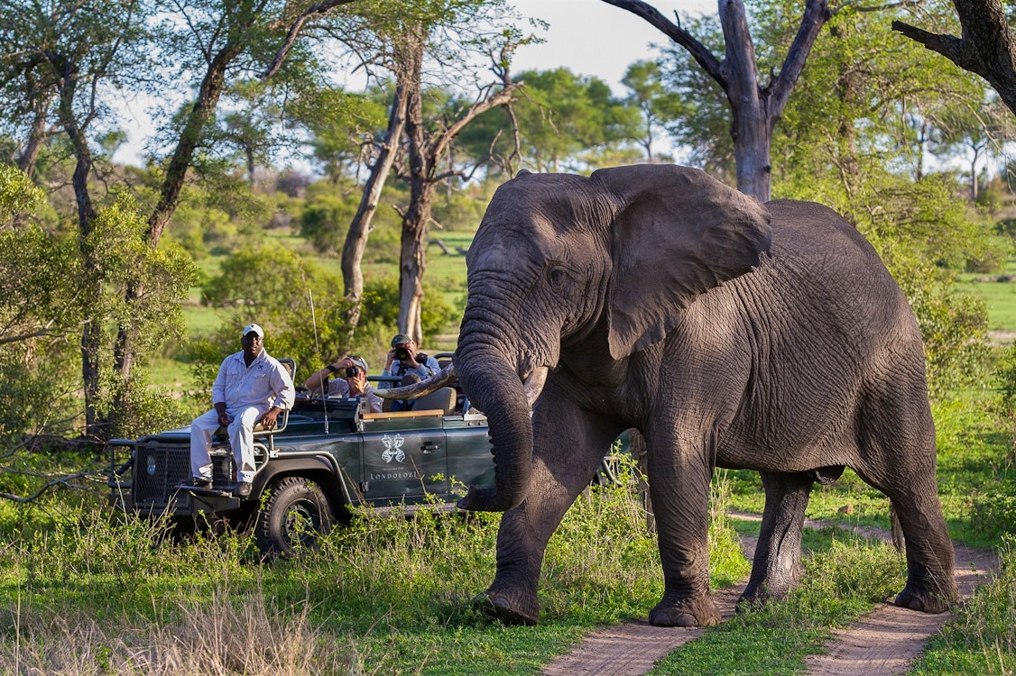 Londolozi Pioneer Camp Elephant