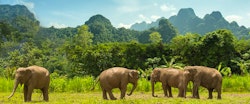 Free roaming elephants at Elephant Hills Rainforest Camp