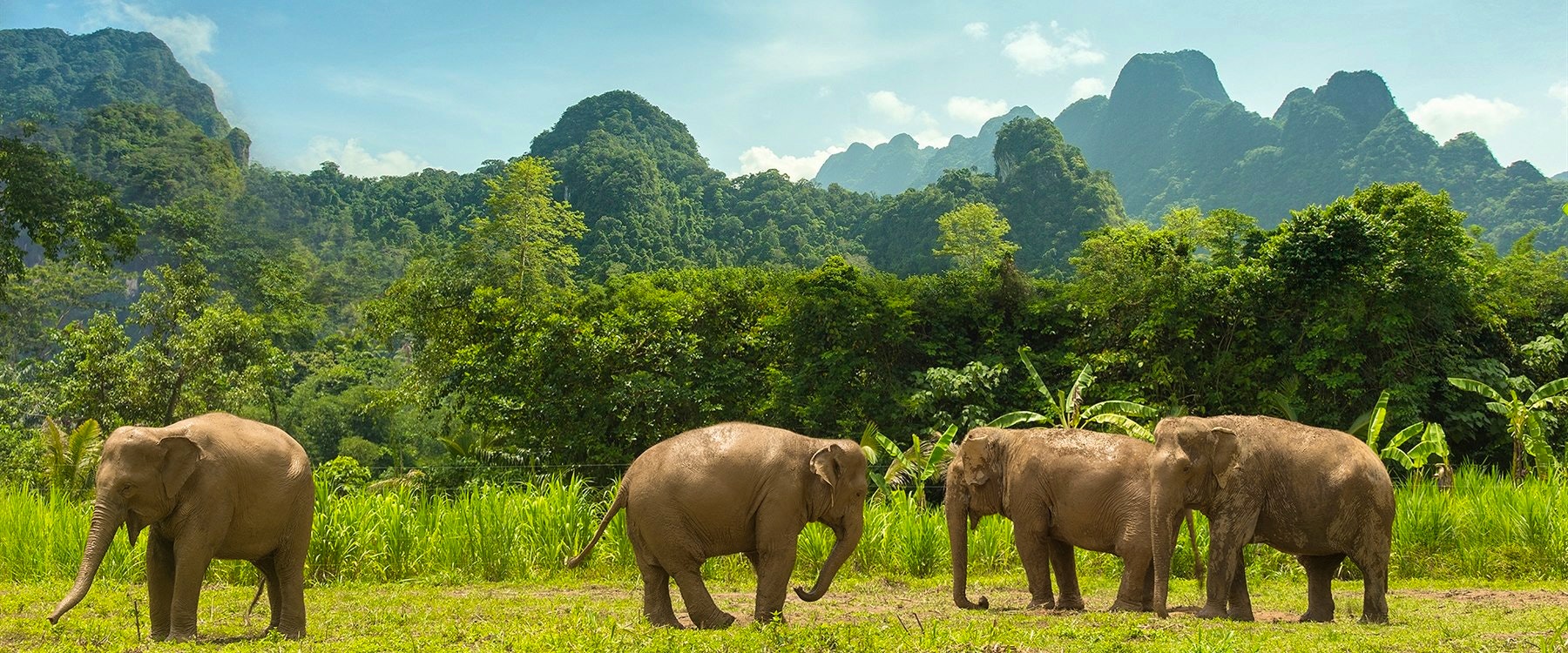Free roaming elephants at Elephant Hills Rainforest Camp