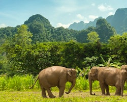 Free roaming elephants at Elephant Hills Rainforest Camp