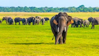 Minneriya Elephant Gathering image 3